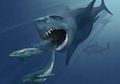 Hiu Megalodon Perlu Puluhan Juta Tahun untuk Mempunyai Gigi Tajam