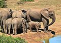 Evolusi Menyebabkan Gajah Betina di Mozambik Terlahir Tanpa Gading