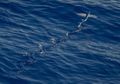 Keren, Ikan Ini Bisa 'Terbang' Setinggi 400 Meter! Pernah Lihat?