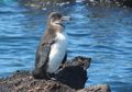 Tidak Semua Penguin Tinggal di Antartika, Ini Penguin di Pulau Vulkanik