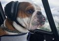 Mr. Bentley, Anjing yang Jadi Co-Pilot Helicopter