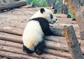Suka Makan Bambu, Benarkah Dulu Makanan Panda Tidak Hanya Bambu?
