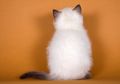 Apakah Kucing Mengerti Saat Namanya Dipanggil? #AkuBacaAkuTahu