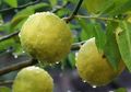 Aroma Petrichor Sehabis Hujan Nikmat, Kenapa Bisa Begitu, Ya?