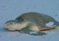 Seperti Mamalia, Reptil Juga Hibernasi, lo! Brumasi Namanya