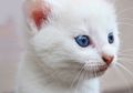 Kucing Berbulu Putih dengan Mata Biru Banyak yang Tuli, Kenapa?