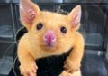 Posum Imut Berwarna Kuning di Australia Ini Mirip dengan Pikachu!