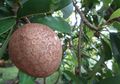 Buah Sawo, Si Cokelat Berdaging Lembut dan Manis