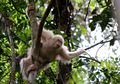 Wah, Alba si Orangutan Albino Sudah Kembali ke Alam Liar, lo!