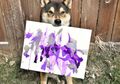 Berkenalan dengan Hunter, Anjing Shiba Inu yang Bisa Melukis
