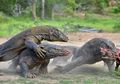 Komodo Bisa Melahap Satu Ekor Kambing Sekaligus, Bagaimana Mencernanya?