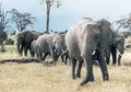 Benarkah Gajah Takut dengan Tikus dan Semut? Ayo, Cari Tahu Faktanya!