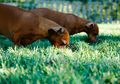 Pernah Lihat Anjing Makan Rumput? Ternyata Ini Penjelasan Ilmiahnya