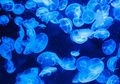 Benarkah Air Pipis Dapat Mengatasi Sengatan Ubur-Ubur? #AkuBacaAkuTahu