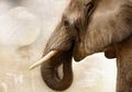 Banyak Gajah Lahir Tanpa Gading, Apakah karena Sering Diburu?