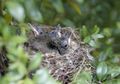 Benarkah Jika Kita Menyentuh Anak Burung, Induknya Akan Menolaknya?