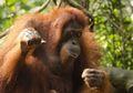 Mengapa Populasi Orang Utan Terus Menurun dan Harus Dilindungi?