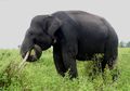 Belalai Gajah Berguna Sebagai Hidung Sekaligus Tangan bagi Gajah
