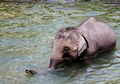 Gajah Berukuran Sangat Besar, Apakah Ia Akan Tenggelam di Air?