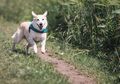 Selain Terapi, Ternyata Anjing Bisa Mendeteksi Kanker Lewat Air Liur