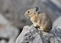 Pika, Hewan Imut yang Bersaudara dengan Kelinci, Kenalan, yuk!
