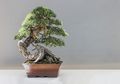 5 Tanaman Bonsai Tertua di Dunia, Ada yang Usianya Ribuan Tahun