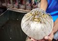 Meski Beracun, Ikan Buntal Jadi Makanan Spesial di Jepang