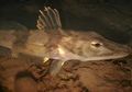 Ikan Es Sirip Hitam Bisa Hidup di Laut Terdingin Bumi, Apa Rahasianya?