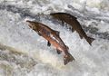 Wah, Ternyata Penciuman Salmon Justru Lebih Baik Dibandingkan Anjing!