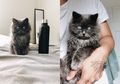 Merlin, Kucing yang Hanya Sebesar Botol Minum dan Bermata Putih