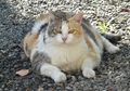 Kucing Juga Bisa Obesitas, Kenali Pemicu Kucing Obesitas, yuk!