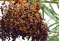 Apa Bedanya Kandungan Buah Kurma Segar dan Kurma Kering, ya?
