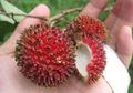 Buah Ini Mirip Rambutan, lo! Pernah Melihatnya?