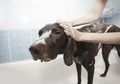 Mengapa Anjing Suka Berguling-guling di Berbagai Tempat Setelah Mandi?