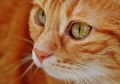 Pernah Lihat Kucing Saling Mengendus Hidung? Apa Artinya, ya?