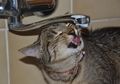 5 Cara Agar Kucing Mau Minum Lebih Banyak, Pernah Coba?