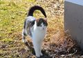 7 Bahasa Kucing dari Gerakan Ekornya, Pencinta Kucing Wajib Tahu!