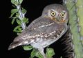 Burung Hantu Elf, Jenis Terkecil dalam Keluarga Burung Hantu