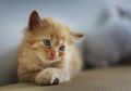 Yuk, Lihat Ekspresi Lucu Kucing yang Sedang Merindukan Pemiliknya!