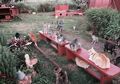 Wah, Tempat Ini Menampung 600 Kucing Liar dan Melindungi Burung Langka