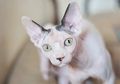 Apakah Kucing Sphynx Benar-Benar Tidak Punya Bulu? Kenalan, yuk!