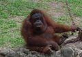 Kabar Gembira! 6 Orang Utan Lulus dari Sekolah Rehabilitasi Orang Utan