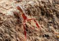 Hewan Mirip Kalajengking, Pseudoscorpion Si Kalajengking Palsu