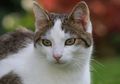 Pupil Mata Kucing Sering Berbentuk seperti Garis Lurus, Apa Sebabnya?