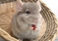 Chinchilla, Hewan Imut yang Bulunya 30 Kali Lebih Halus dari Rambut Manusia