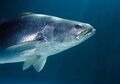 Mengenal Ikan Totoaba yang Berpengaruh Pada Populasi Vaquita, yuk! #AkuBacaAkuTahu