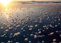Permukaan Laut Juga Bisa "Ditumbuhi" Bunga, Frost Flowers Namanya