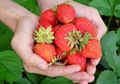 Selain Sakura, Musim Semi di Jepang Identik dengan Buah Stroberi, lo
