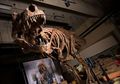 Scotty Jadi T-Rex Terberat yang Pernah Ditemukan, Berapa Beratnya?