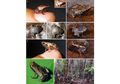 Ilmuwan Perkenalkan Spesies Baru Katak Mini #AkuBacaAkuTahu